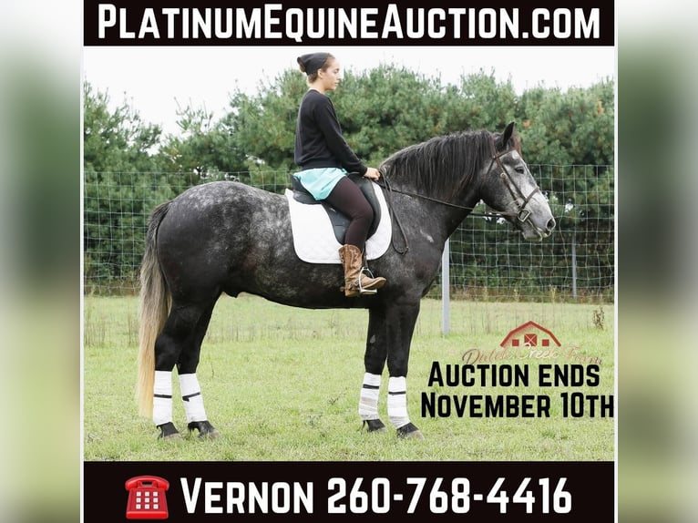 Percheron Gelding 5 years 15,2 hh Grey-Dapple in Shipshewana IN