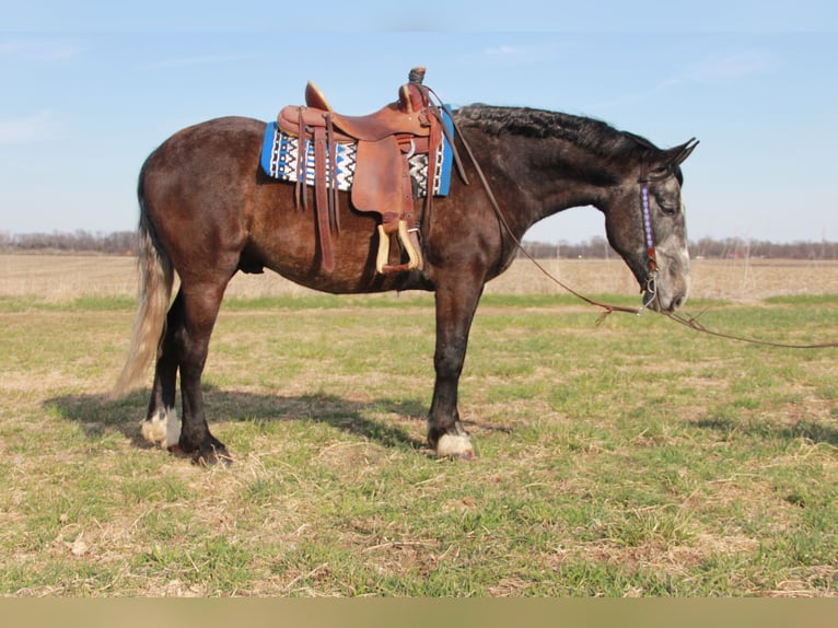 Percheron Mix Gelding 5 years 15,2 hh Grey in Ames, IA