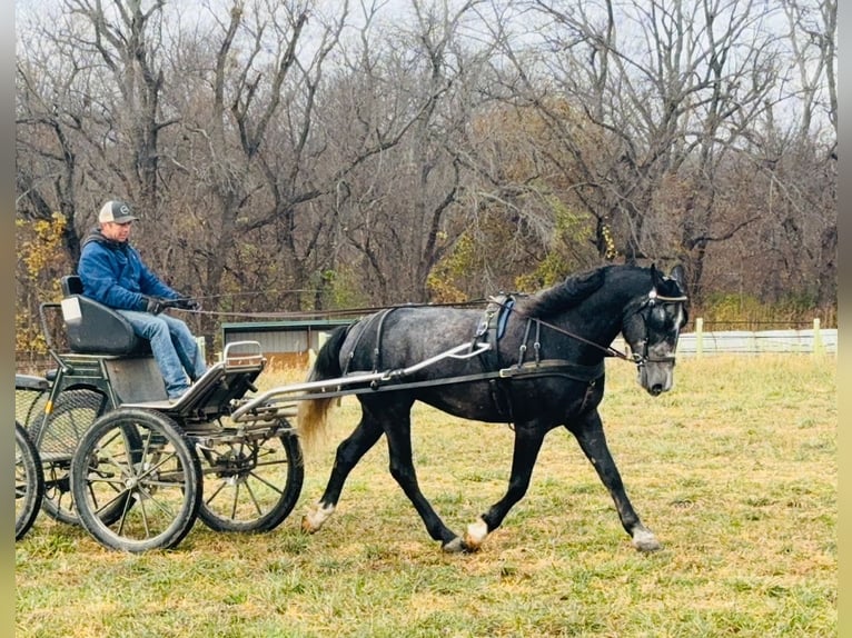 Percheron Mix Gelding 5 years 15,2 hh Grey in Ames, IA