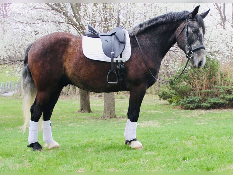 Percheron Mix Gelding 5 years 15,2 hh Grey in Ames, IA