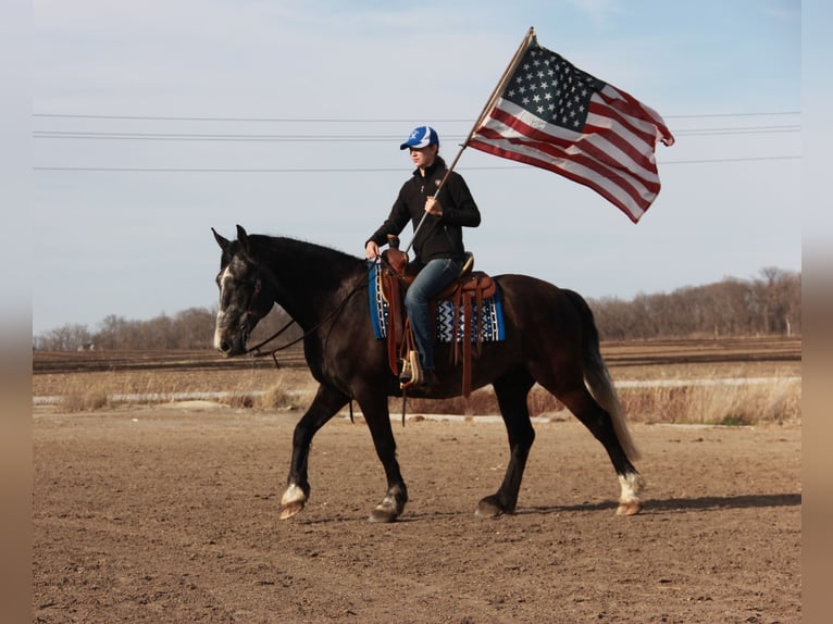 Percheron Mix Gelding 5 years 15,2 hh Grey in Ames, IA