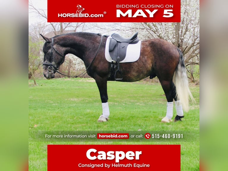 Percheron Mix Gelding 5 years 15,2 hh Grey in Ames, IA