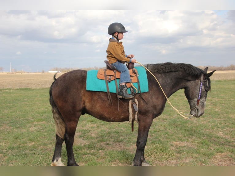 Percheron Mix Gelding 5 years 15,2 hh Grey in Ames, IA