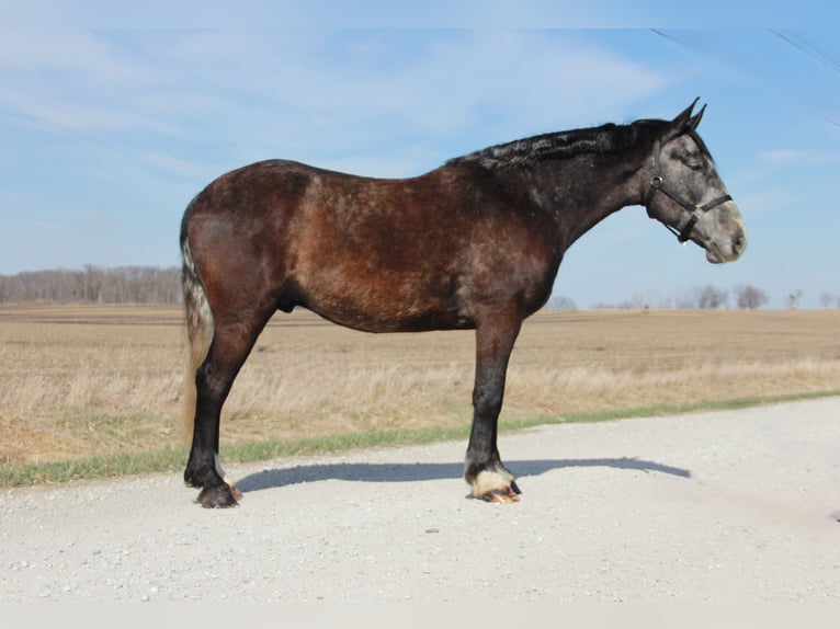 Percheron Mix Gelding 5 years 15,2 hh Grey in Ames, IA