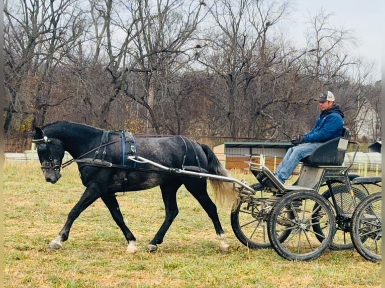 Percheron Mix Gelding 5 years 15,2 hh Grey in Ames, IA