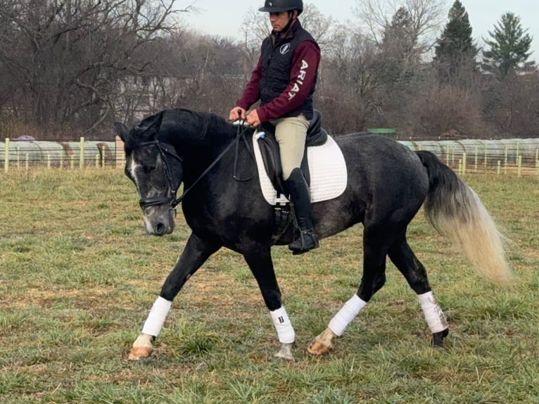 Percheron Mix Gelding 5 years 15,2 hh Grey in Ames, IA