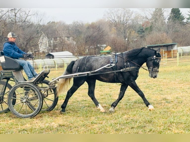 Percheron Mix Gelding 5 years 15,2 hh Grey in Ames, IA