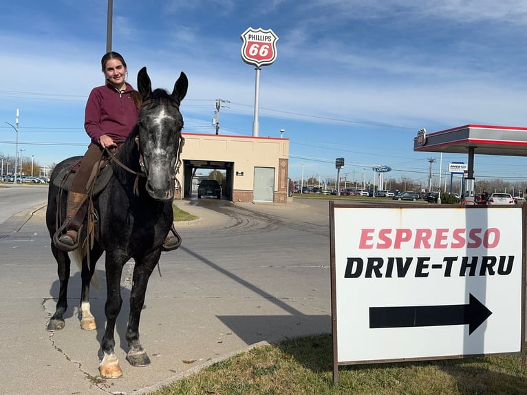 Percheron Mix Gelding 5 years 15,2 hh Grey in Ames, IA