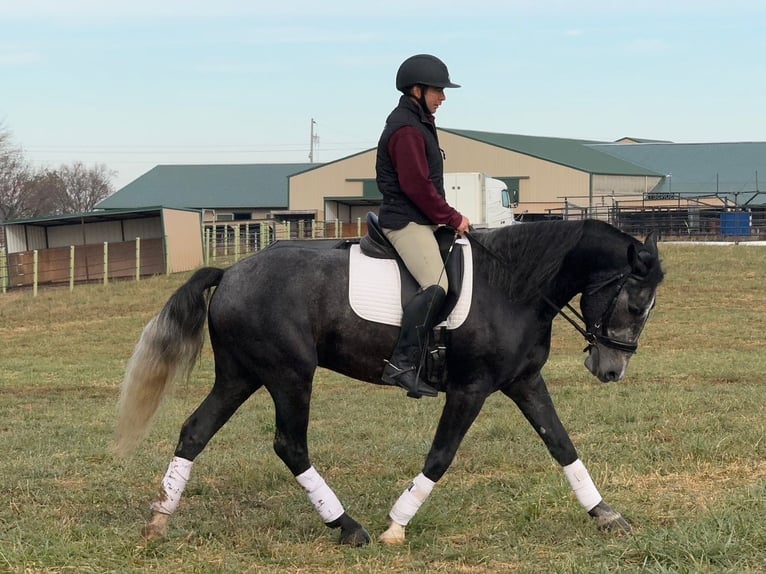 Percheron Mix Gelding 5 years 15,2 hh Grey in Ames, IA