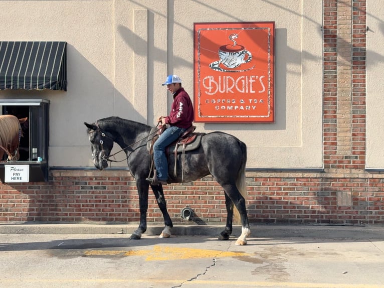 Percheron Mix Gelding 5 years 15,2 hh Grey in Ames, IA