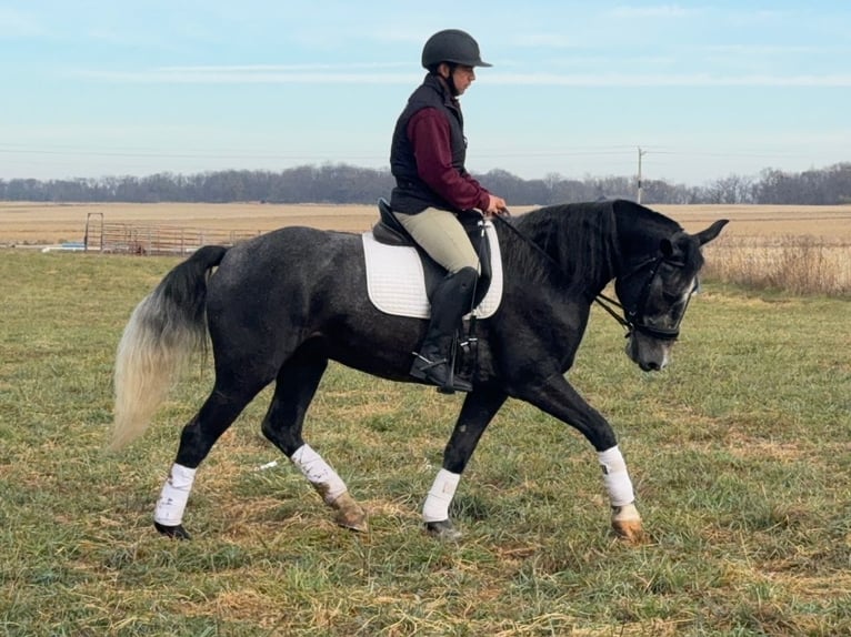 Percheron Mix Gelding 5 years 15,2 hh Grey in Ames, IA