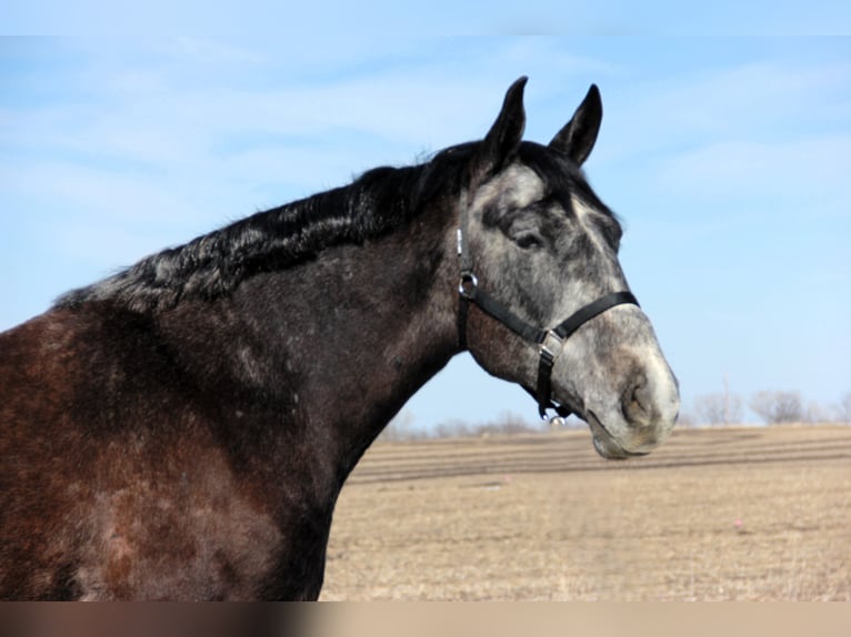 Percheron Mix Gelding 5 years 15,2 hh Grey in Ames, IA