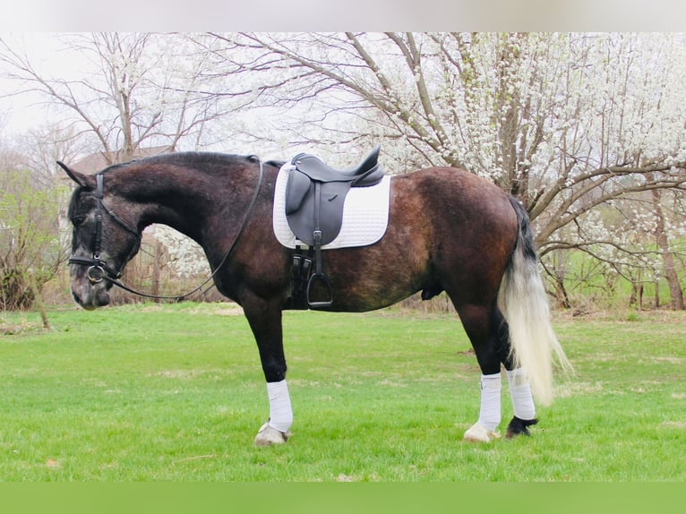 Percheron Mix Gelding 5 years 15,2 hh Grey in Ames, IA