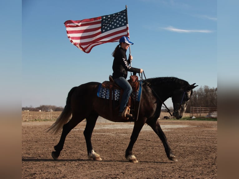 Percheron Mix Gelding 5 years 15,2 hh Grey in Ames, IA