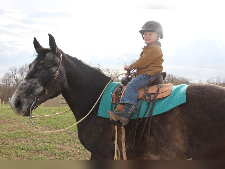 Percheron Mix Gelding 5 years 15,2 hh Grey in Ames, IA