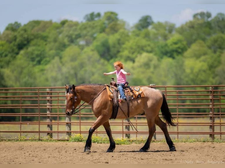 Percheron Mix Gelding 5 years 15,2 hh in Auburn, KY