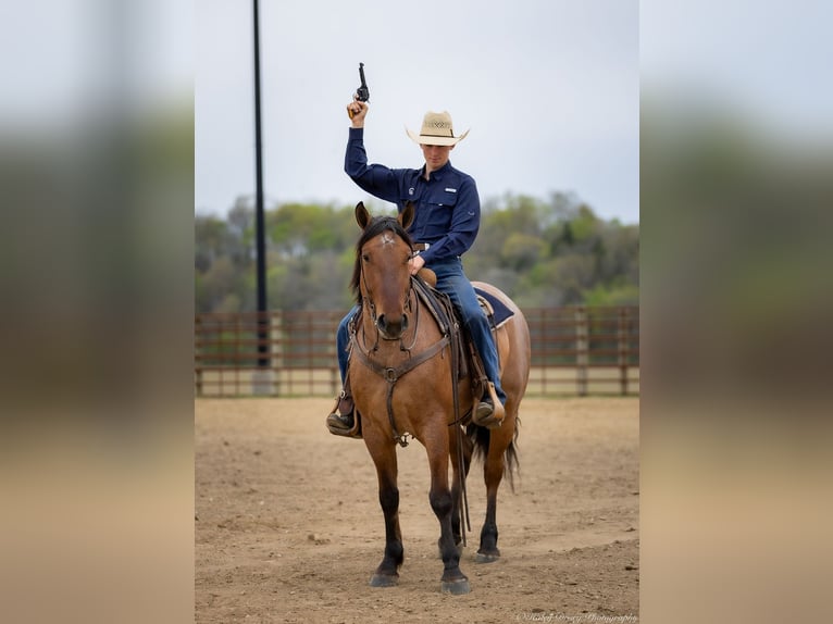 Percheron Mix Gelding 5 years 15,2 hh in Auburn, KY