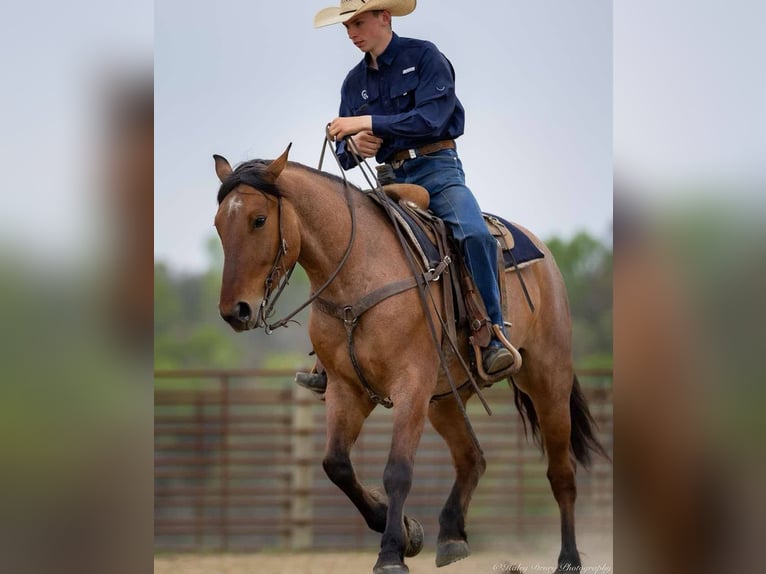 Percheron Mix Gelding 5 years 15,2 hh in Auburn, KY