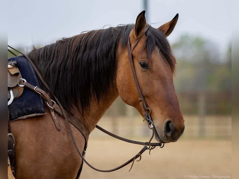 Percheron Mix Gelding 5 years 15,2 hh in Auburn, KY