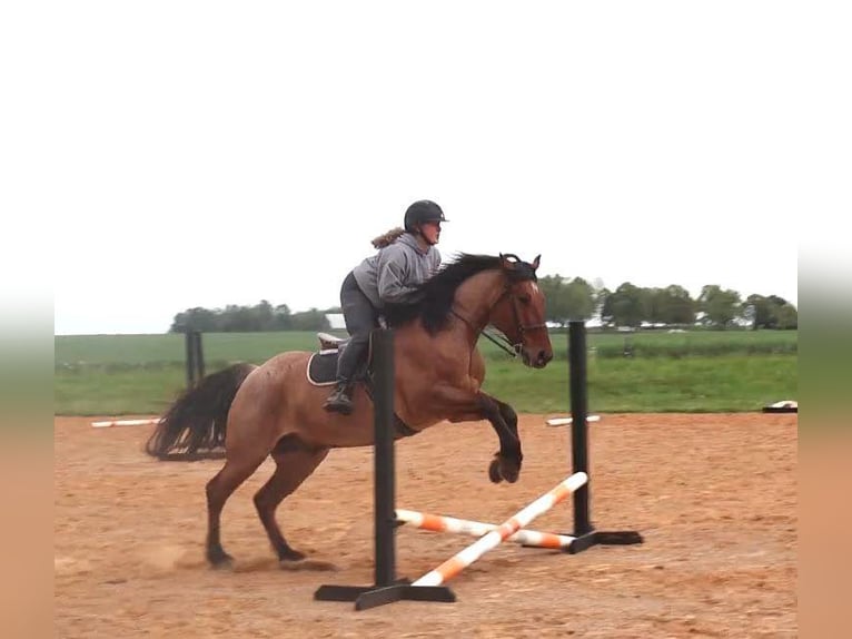Percheron Mix Gelding 5 years 15,2 hh in Auburn, KY