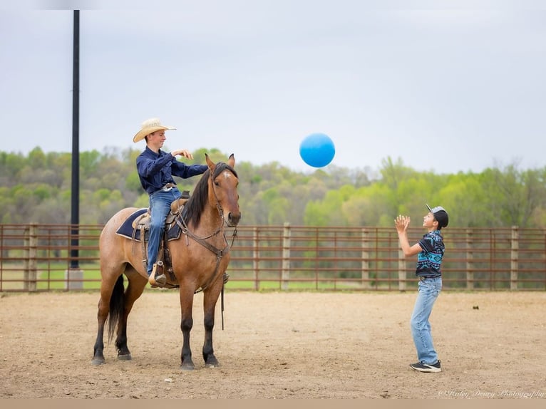 Percheron Mix Gelding 5 years 15,2 hh in Auburn, KY