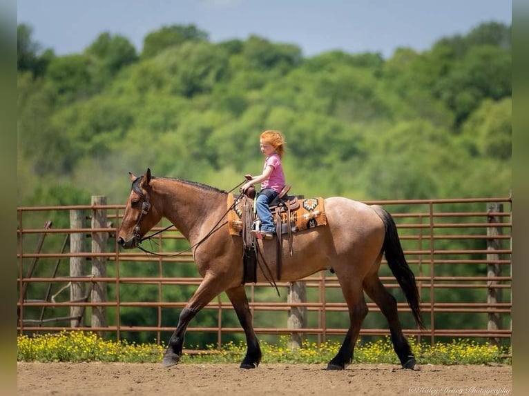 Percheron Mix Gelding 5 years 15,2 hh in Auburn, KY
