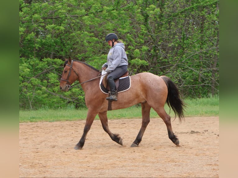 Percheron Mix Gelding 5 years 15,2 hh in Auburn, KY