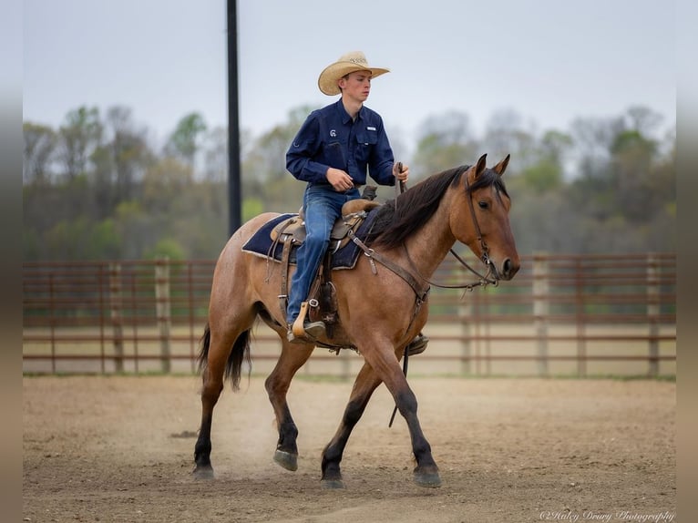 Percheron Mix Gelding 5 years 15,2 hh in Auburn, KY