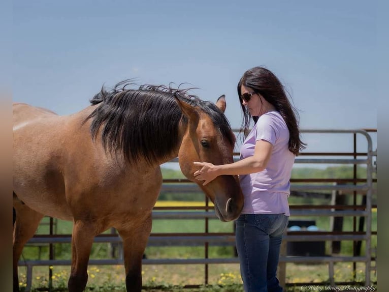 Percheron Mix Gelding 5 years 15,2 hh in Auburn, KY