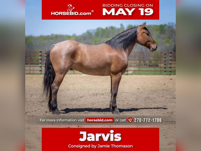 Percheron Mix Gelding 5 years 15,2 hh in Auburn, KY