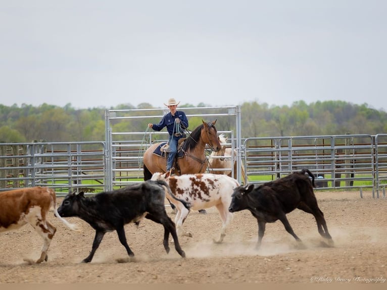 Percheron Mix Gelding 5 years 15,2 hh in Auburn, KY
