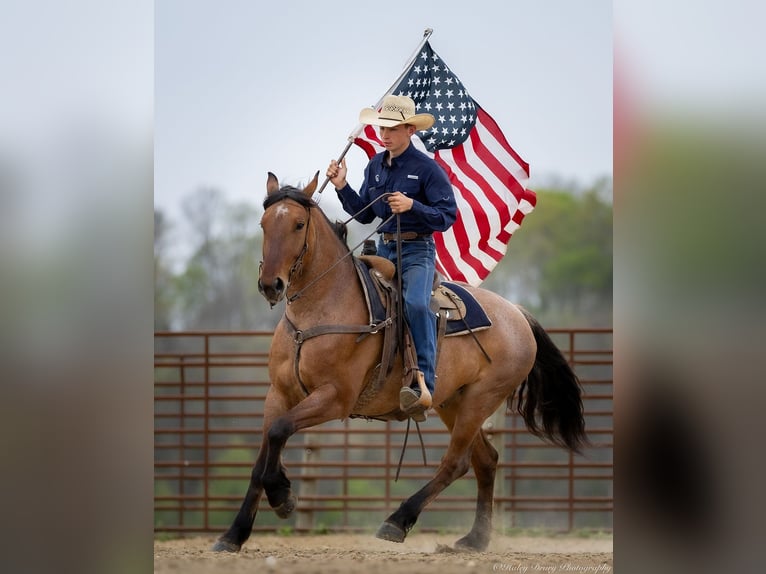 Percheron Mix Gelding 5 years 15,2 hh in Auburn, KY