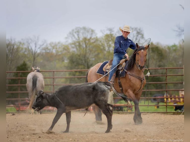 Percheron Mix Gelding 5 years 15,2 hh in Auburn, KY