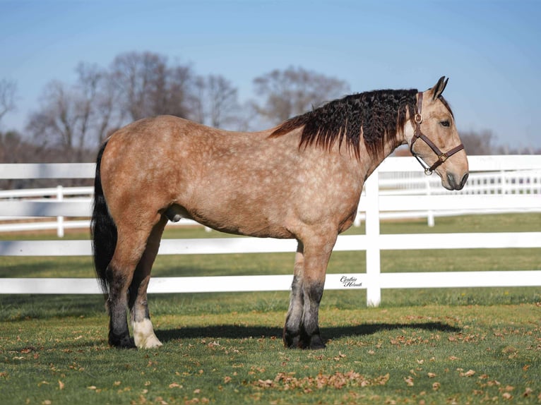 Percheron Mix Gelding 5 years 15,3 hh Buckskin in Independence
