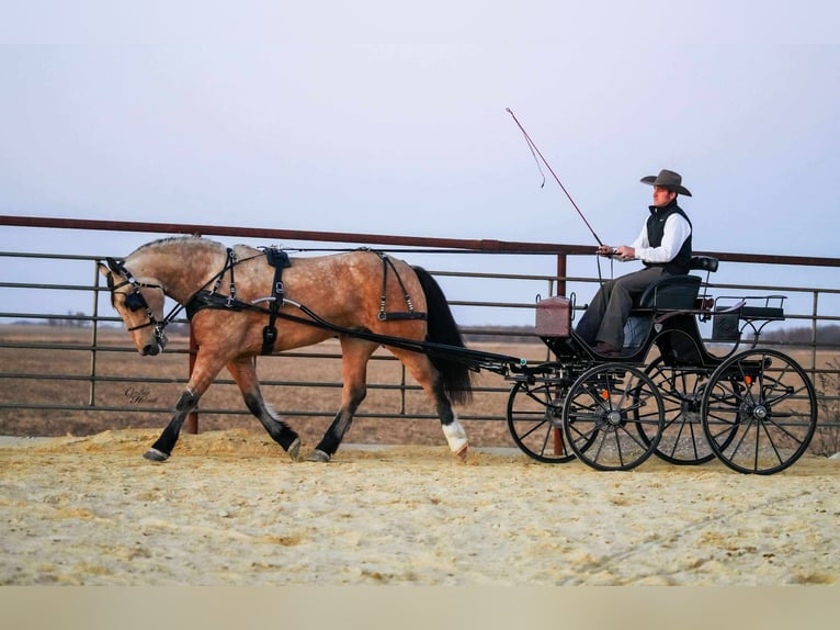 Percheron Mix Gelding 5 years 15,3 hh Buckskin in Independence