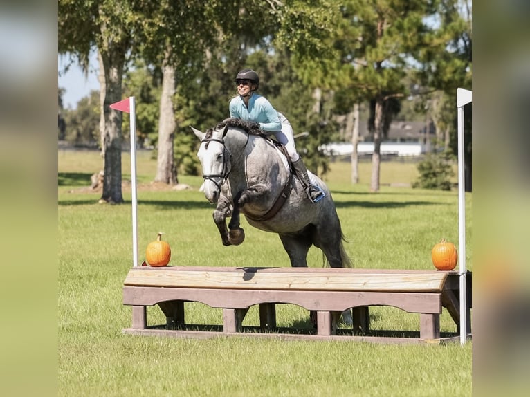 Percheron Mix Gelding 5 years 15,3 hh Grey in Ocala