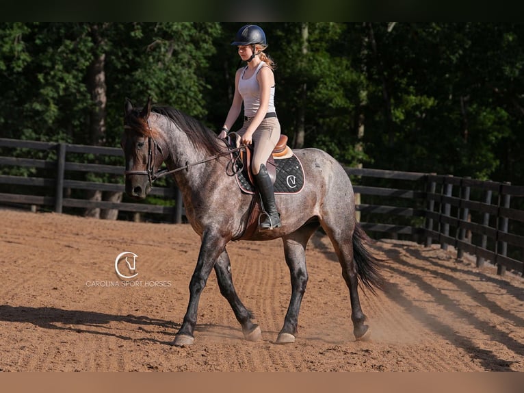 Percheron Mix Gelding 5 years 15,3 hh Roan-Bay in Clover