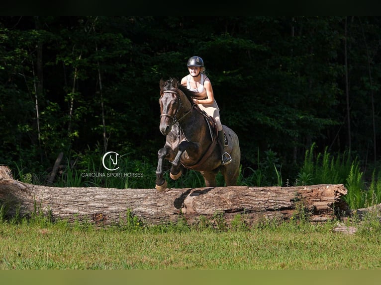 Percheron Mix Gelding 5 years 15,3 hh Roan-Bay in Clover
