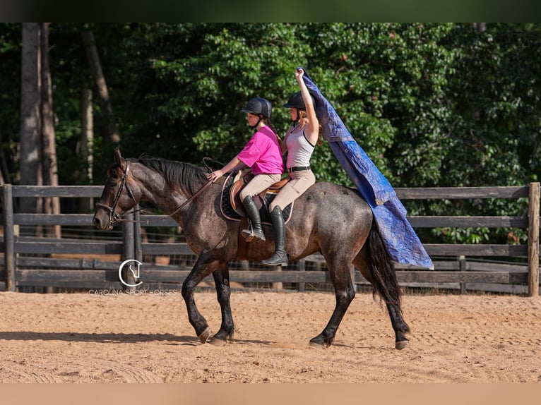 Percheron Mix Gelding 5 years 15,3 hh Roan-Bay in Clover