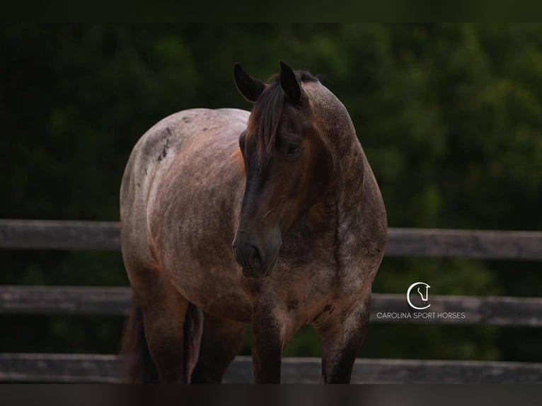 Percheron Mix Gelding 5 years 15,3 hh Roan-Bay in Clover