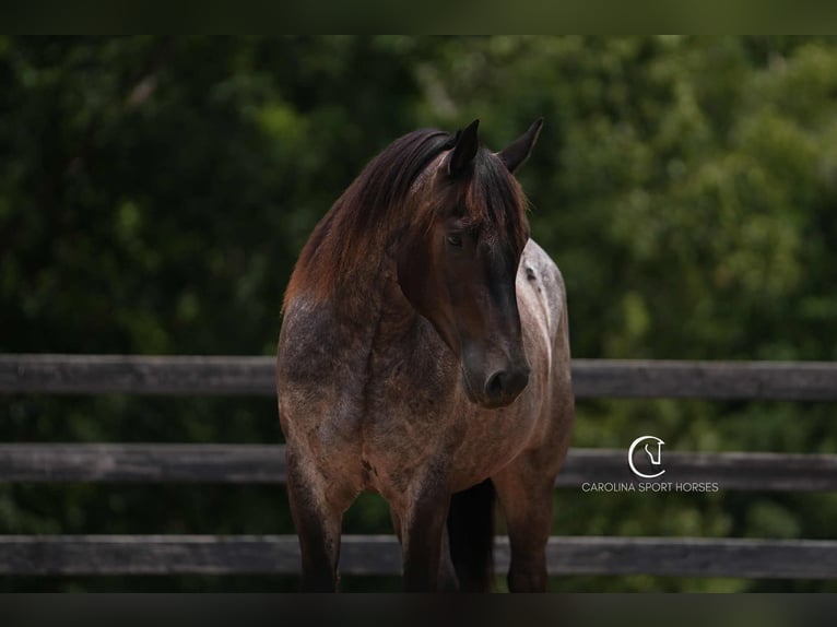 Percheron Mix Gelding 5 years 15,3 hh Roan-Bay in Clover