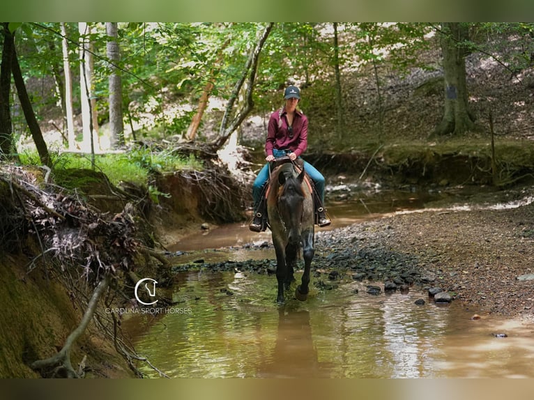 Percheron Mix Gelding 5 years 15,3 hh Roan-Bay in Clover