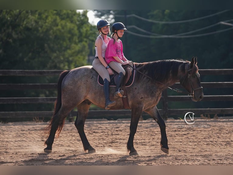Percheron Mix Gelding 5 years 15,3 hh Roan-Bay in Clover