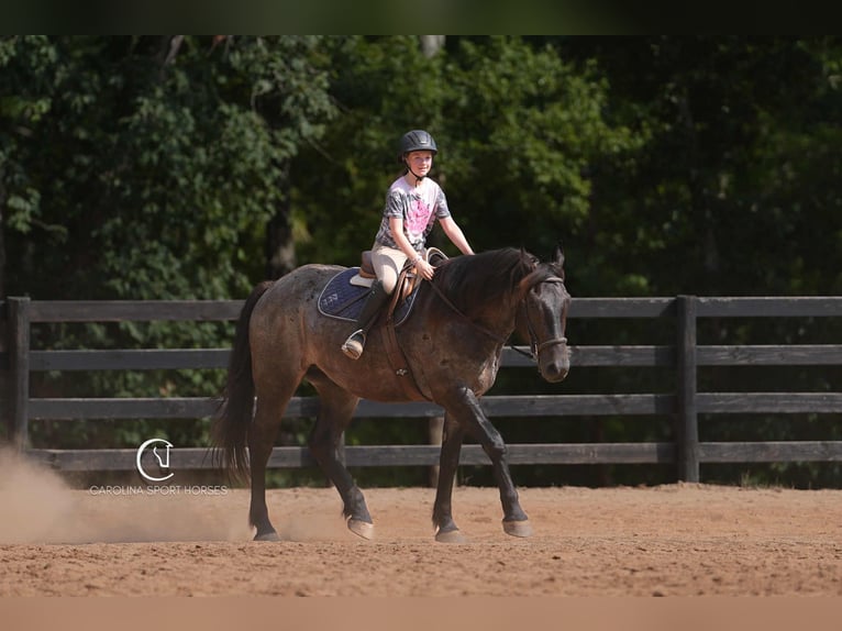 Percheron Mix Gelding 5 years 15,3 hh Roan-Bay in Clover