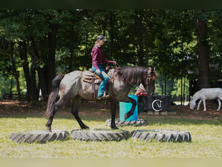Percheron Mix Gelding 5 years 15,3 hh Roan-Bay in Clover