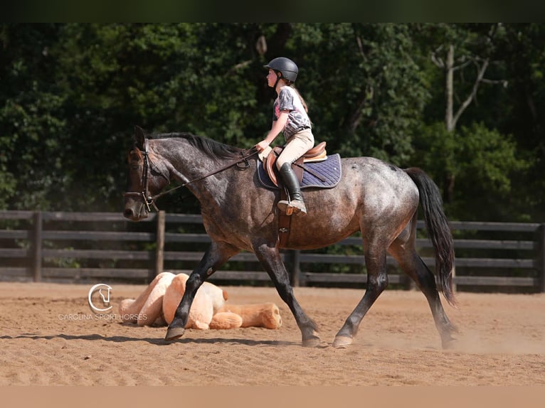 Percheron Mix Gelding 5 years 15,3 hh Roan-Bay in Clover