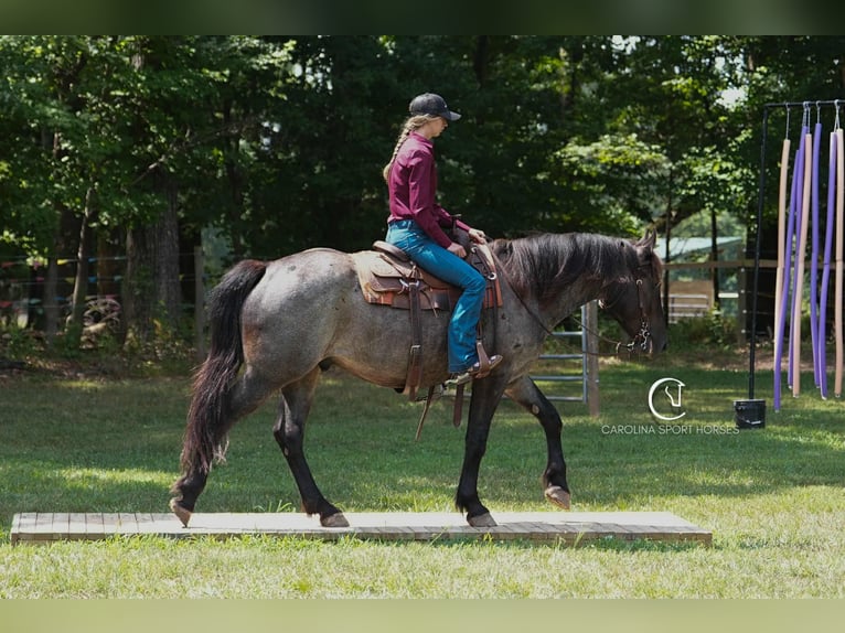 Percheron Mix Gelding 5 years 15,3 hh Roan-Bay in Clover