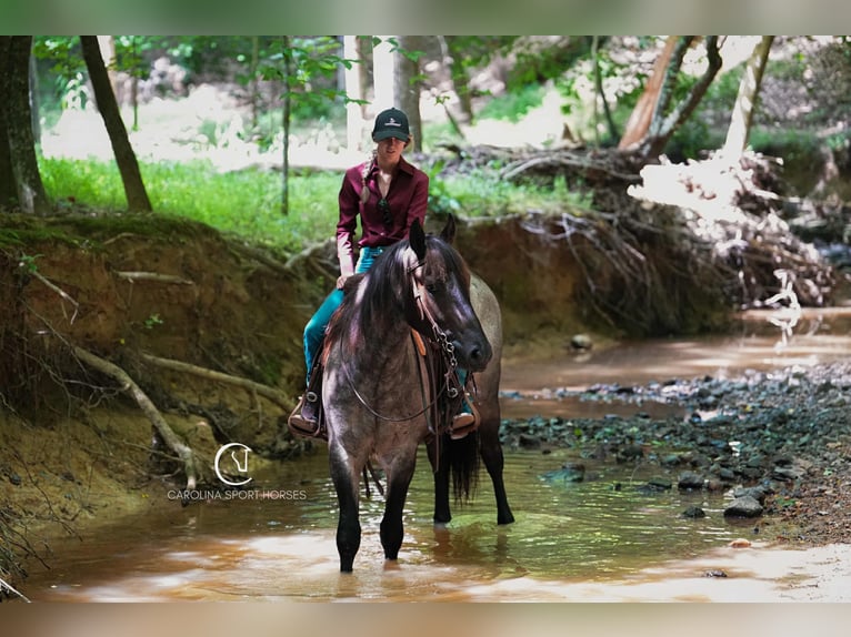 Percheron Mix Gelding 5 years 15,3 hh Roan-Bay in Clover
