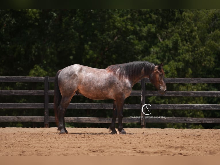 Percheron Mix Gelding 5 years 15,3 hh Roan-Bay in Clover