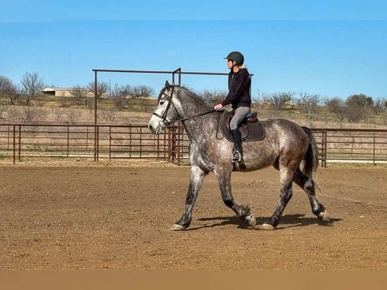 Percheron Gelding 5 years 16,1 hh Grey-Dapple in Jacksboro TX